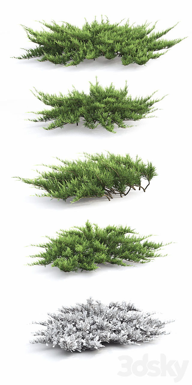 Juniperus 3DSMax File - thumbnail 3