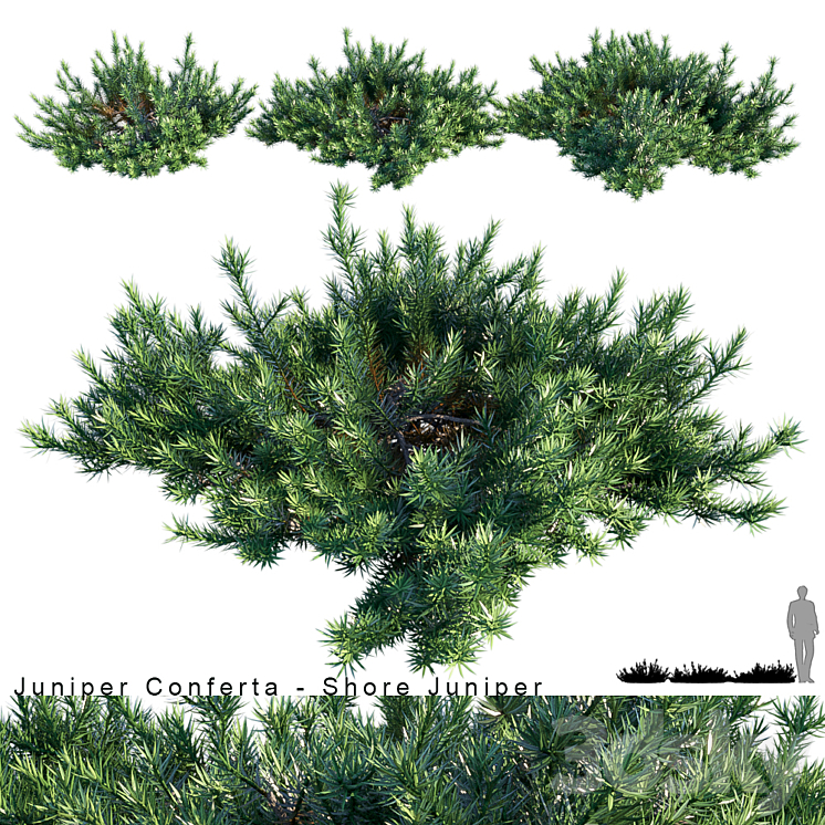 Juniperus Conferta | Shore juniper 3DS Max - thumbnail 1