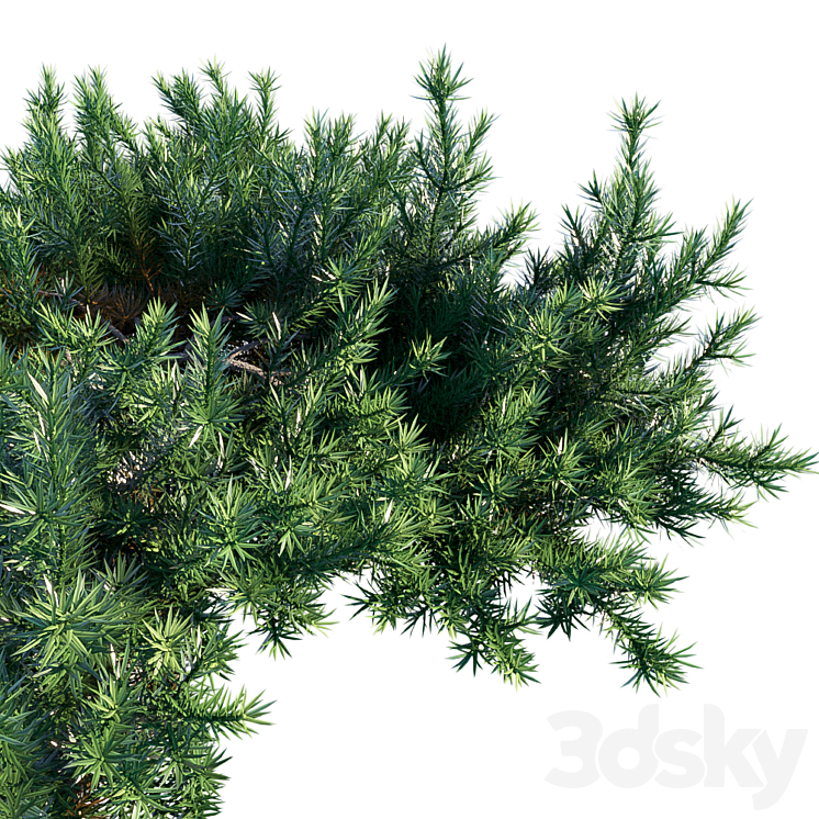 Juniperus Conferta | Shore juniper 3DS Max - thumbnail 2