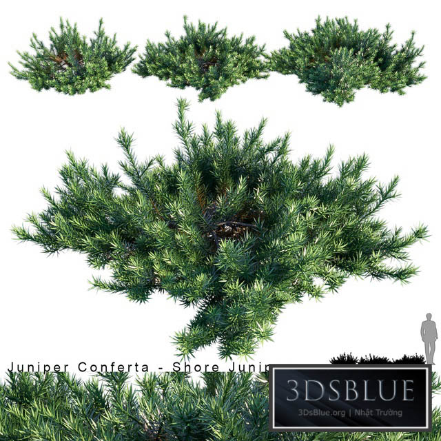 Juniperus Conferta | Shore juniper 3DS Max - thumbnail 3