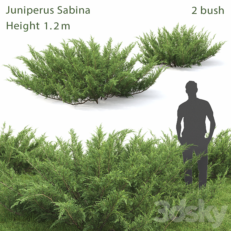 Juniperus Cossack # 1 3DS Max - thumbnail 1