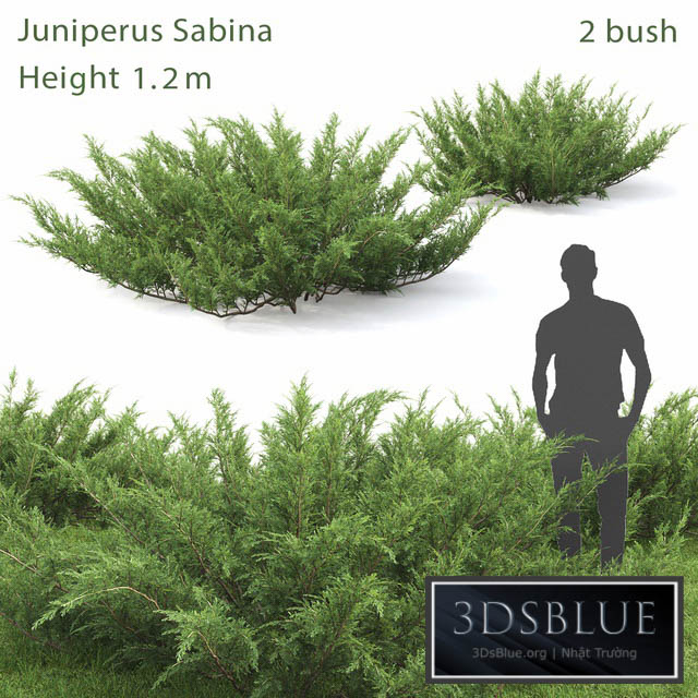 Juniperus Cossack # 1 3DS Max - thumbnail 3