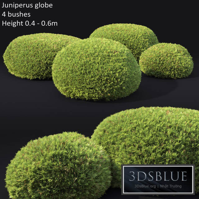 Juniperus Globe 3DS Max - thumbnail 3