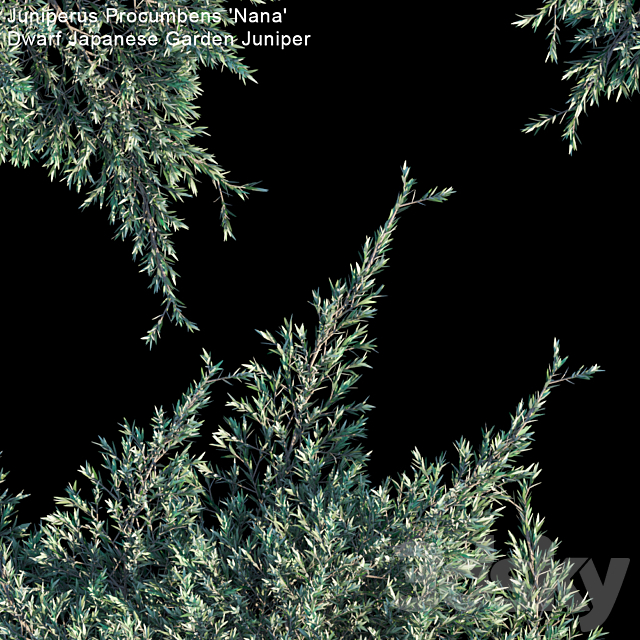 Juniperus Procumbens “Nana” | Dwarf Japanese Garden Juniper 3DS Max Model - thumbnail 2