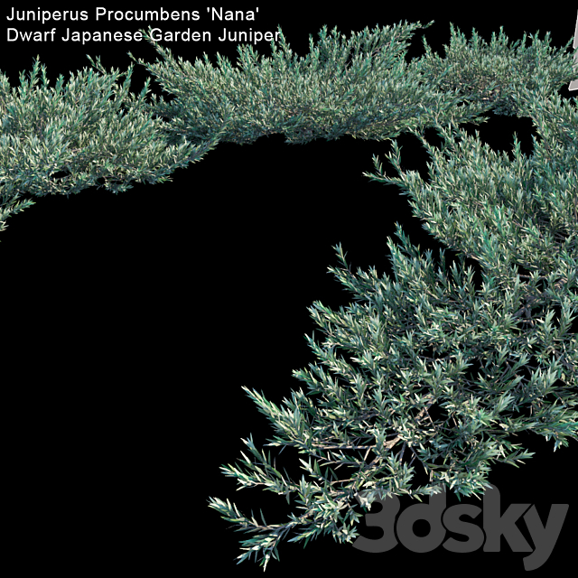 Juniperus Procumbens “Nana” | Dwarf Japanese Garden Juniper 3DS Max Model - thumbnail 3