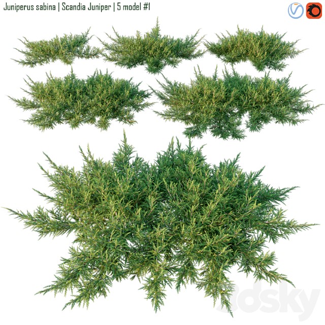 Juniperus Sabina Scandia Juniper 3dsmax Download - thumbnail 1