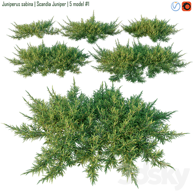 Juniperus sabina | Scandia juniper 3dsMax Model - thumbnail 1