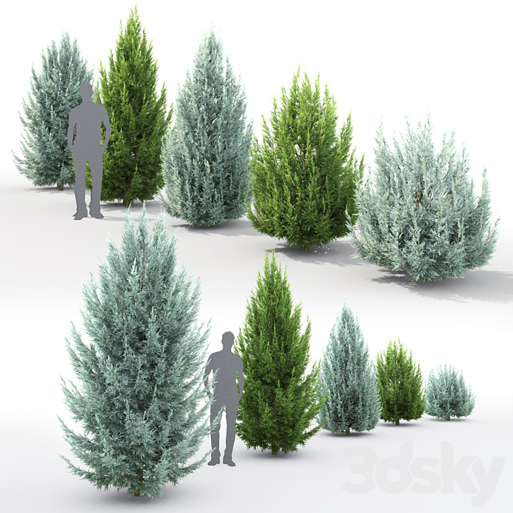 Juniperus scopulorum # 3 3DS Max - thumbnail 2