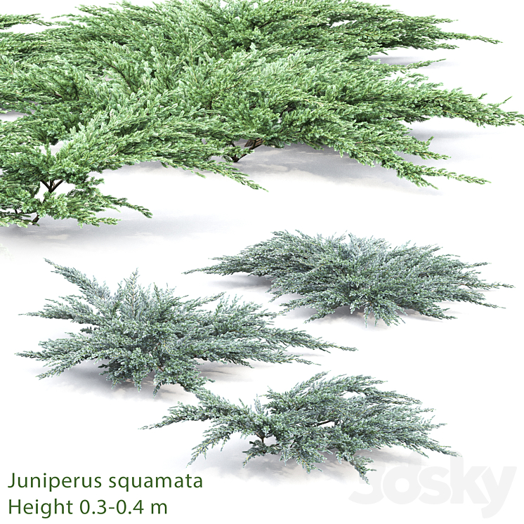 Juniperus squamata # 2 3DS Max - thumbnail 1