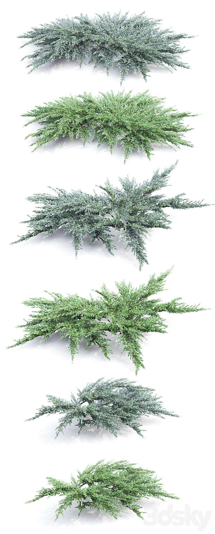 Juniperus squamata # 2 3DS Max - thumbnail 2