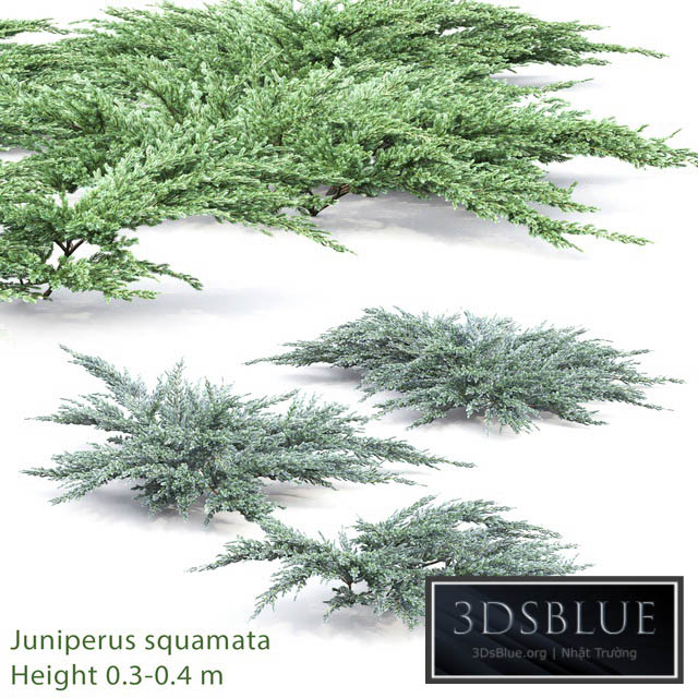 Juniperus squamata # 2 3DS Max - thumbnail 3