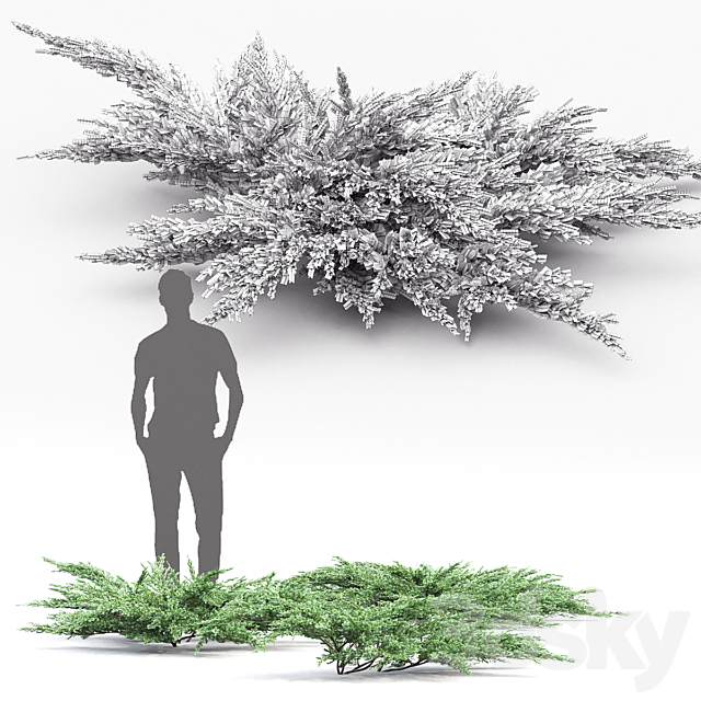 Juniperus squamata # 2 3DSMax File - thumbnail 3