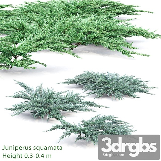 Juniperus squamata - thumbnail 1