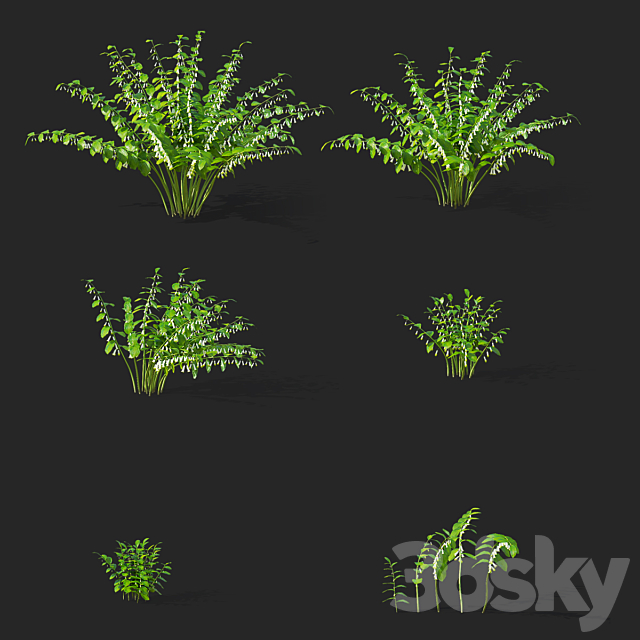 Kupena flowers | Polygonatum 3DS Max Model - thumbnail 2