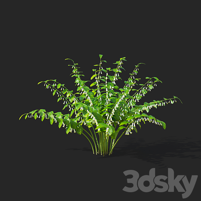 Kupena flowers | Polygonatum 3DS Max Model - thumbnail 6