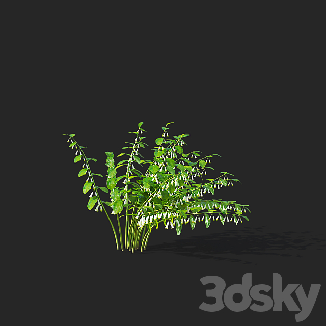 Kupena flowers | Polygonatum 3DS Max Model - thumbnail 7