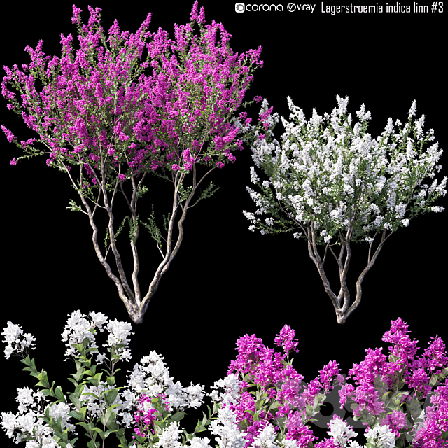 Lagerstroemia indica linn # 3 3ds Max - thumbnail 1