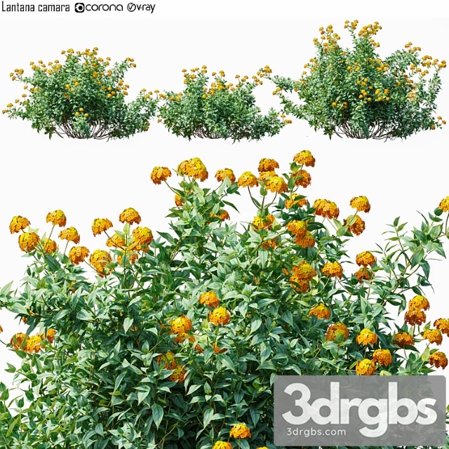 Lantana camara - thumbnail 1