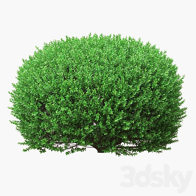 Large round boxwood bushes 3DS Max Model - thumbnail 2