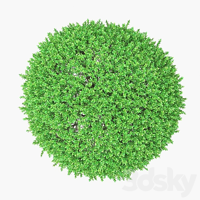 Large round boxwood bushes 3DS Max Model - thumbnail 3