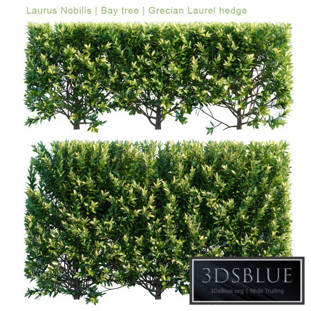 Laurus Nobilis | Bay tree | Grecian Laurel hedge 3DS Max - thumbnail 3