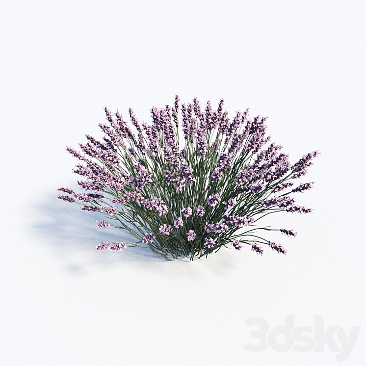 Lavandula set 3DS Max - thumbnail 2