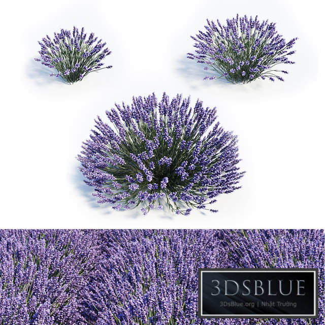 Lavandula set 3DS Max - thumbnail 3