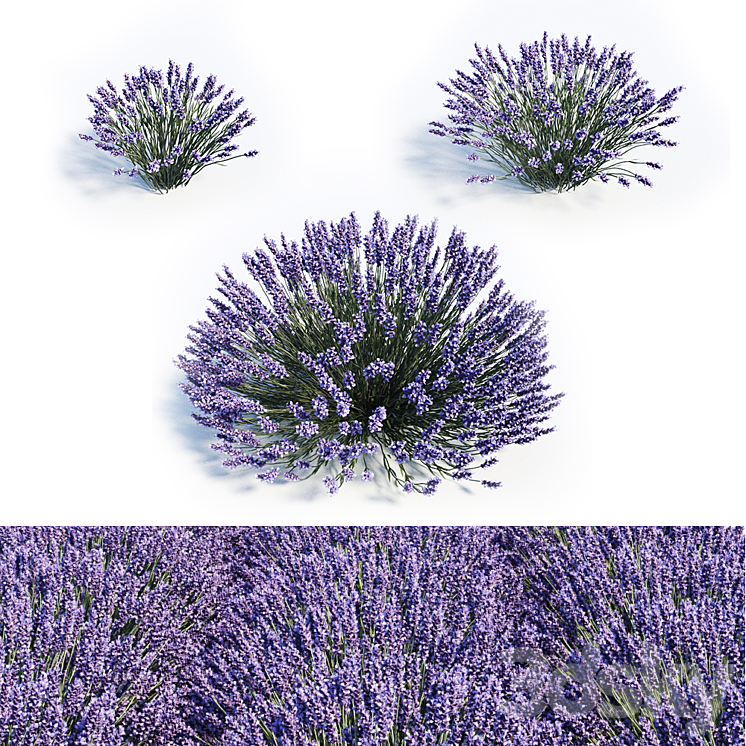 Lavandula set 3DS Max - thumbnail 1