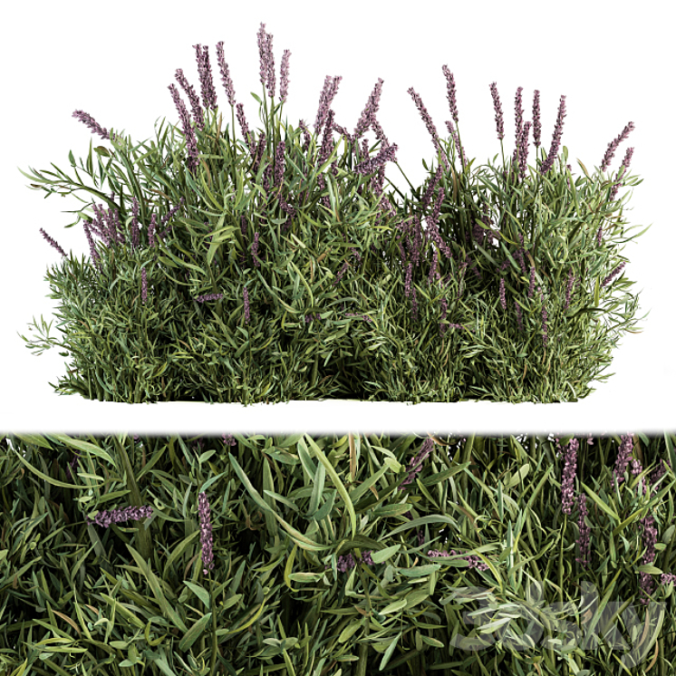 Lavender Bush – Bush Set20 3DS Max - thumbnail 1