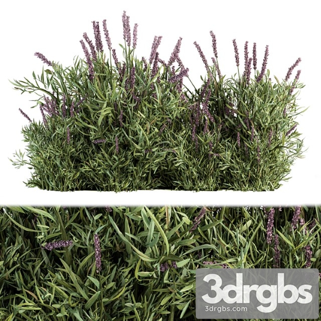 Lavender bush – bush set20 - thumbnail 1