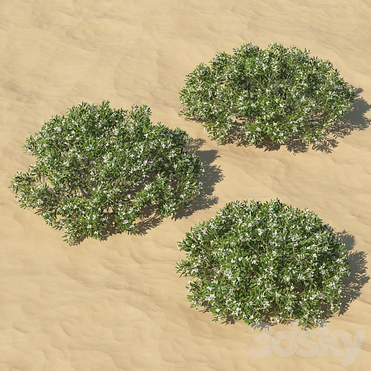 Leucopogon parviflorus shrub 3DS Max - thumbnail 2