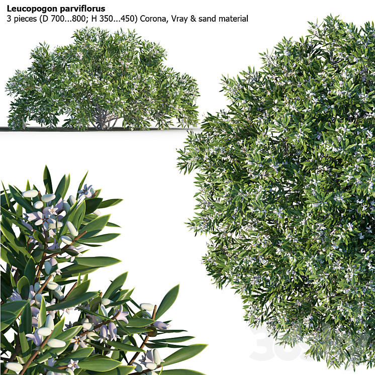 Leucopogon parviflorus shrub 3DS Max - thumbnail 1