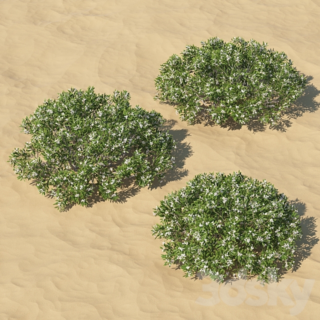 Leucopogon parviflorus. shrub 3DSMax File - thumbnail 2