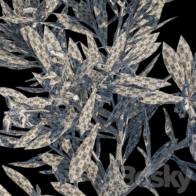 Leucopogon parviflorus. shrub 3DSMax File - thumbnail 3