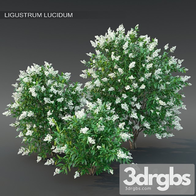 Ligustrum flowering ?2 - thumbnail 1