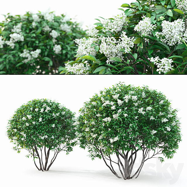 Ligustrum flowering 3DSMax File - thumbnail 1