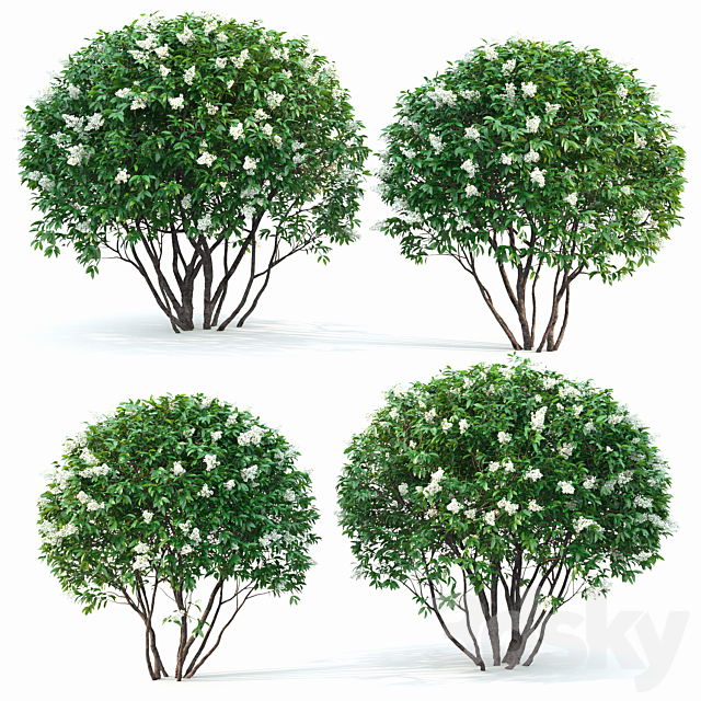 Ligustrum flowering 3DSMax File - thumbnail 2