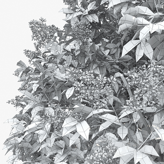 Ligustrum flowering 3DSMax File - thumbnail 3