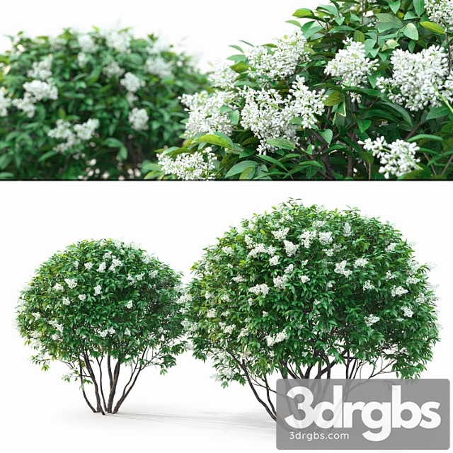 Ligustrum flowering - thumbnail 1