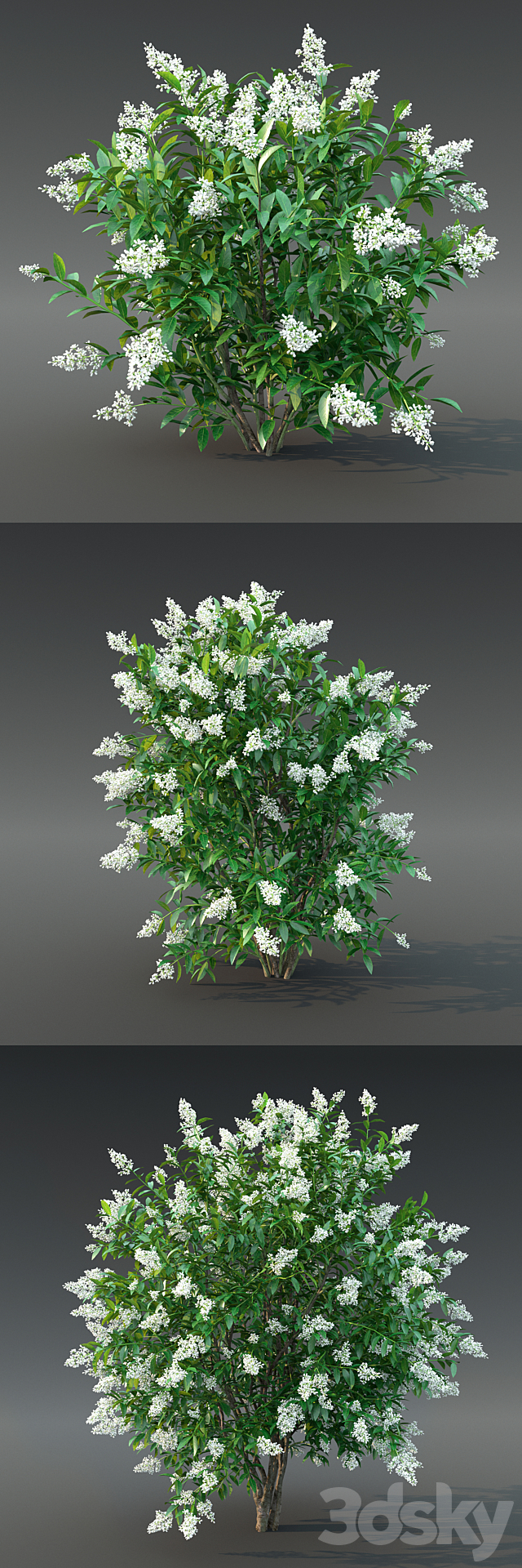 Ligustrum flowering №2 3DS Max Model - thumbnail 2