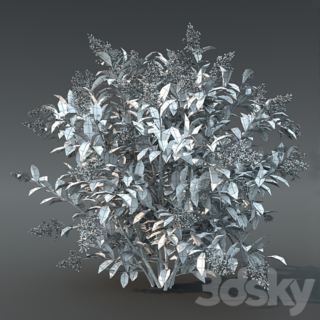 Ligustrum flowering №2 3DS Max Model - thumbnail 3