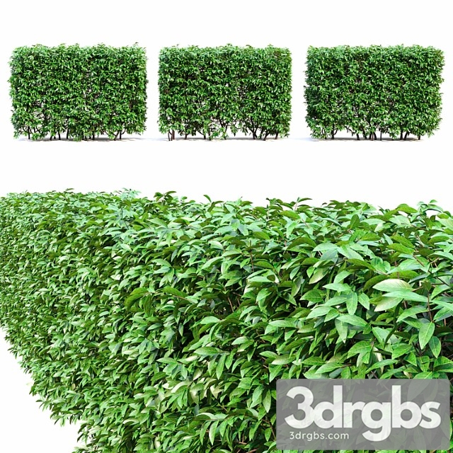 Ligustrum hedge - thumbnail 1