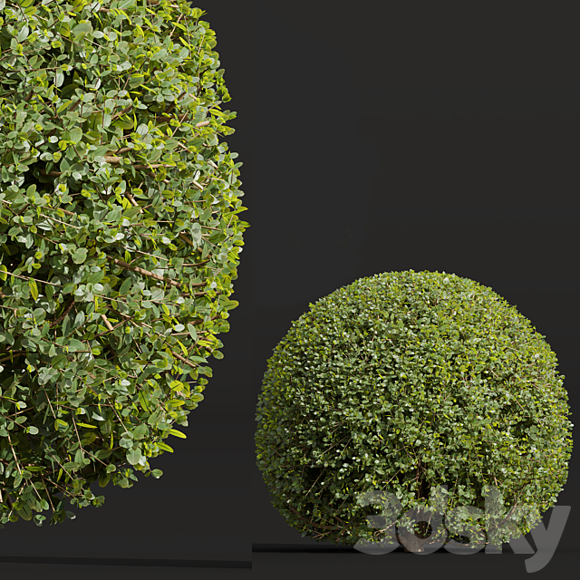 Ligustrum Quihoui Privet and Ficus Concinna Bonsai Pruned 3DS Max Model - thumbnail 4