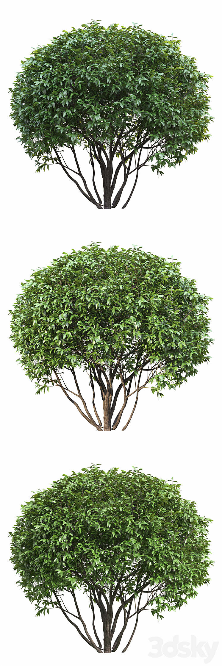 Ligustrum shining (Biryuchina) 3DS Max - thumbnail 2