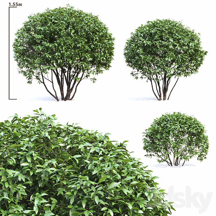 Ligustrum shining (Biryuchina) 3DS Max - thumbnail 1