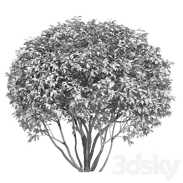 Ligustrum shining (Biryuchina) 3DSMax File - thumbnail 3