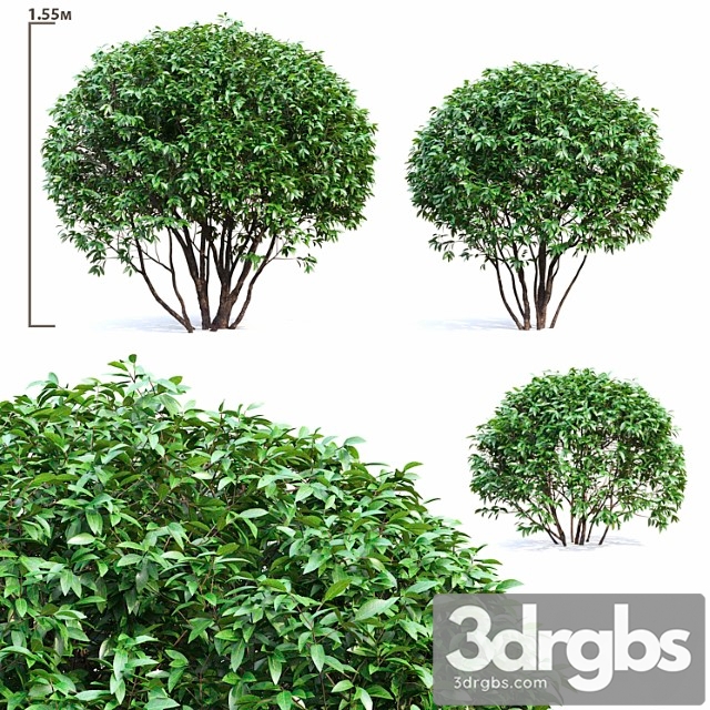 Ligustrum shining (biryuchina) - thumbnail 1