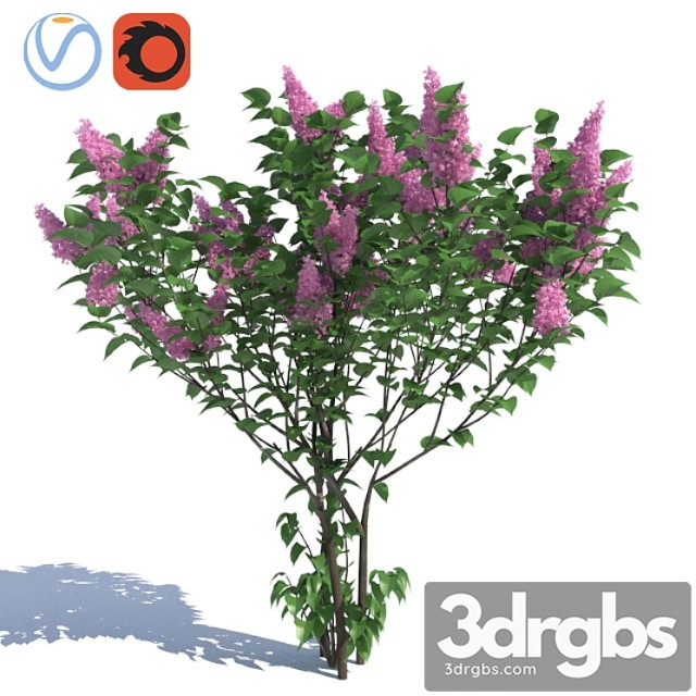 Lilac, 3 lilac bushes - thumbnail 1