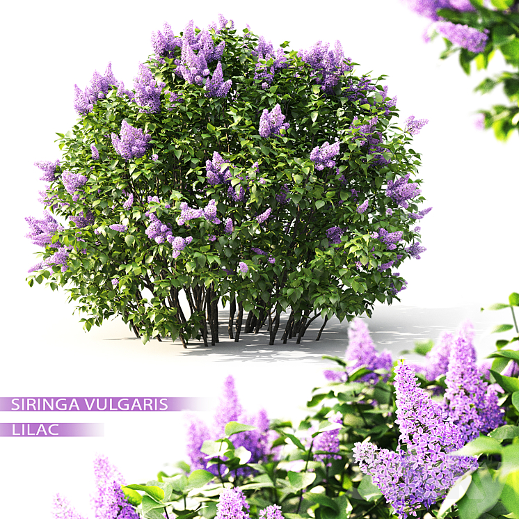 Lilac flowering #2 3DS Max - thumbnail 1