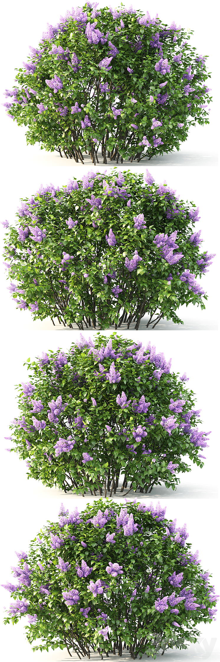 Lilac flowering #2 3DS Max - thumbnail 2